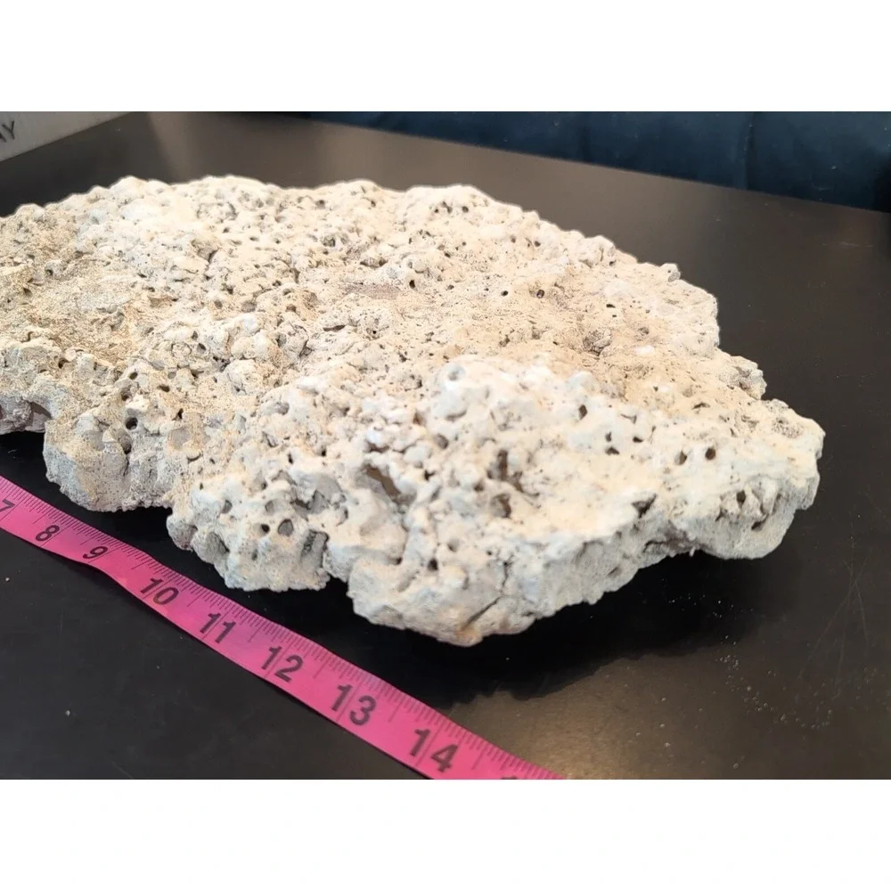 Coral Reef Cluster Specimen - 16